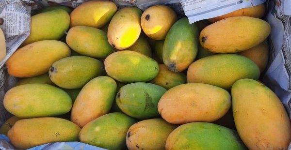 Premium Dasahri Mangoes